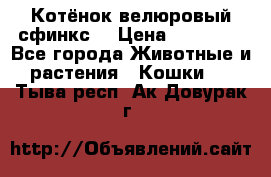 Котёнок велюровый сфинкс. › Цена ­ 15 000 - Все города Животные и растения » Кошки   . Тыва респ.,Ак-Довурак г.